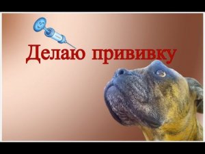 Вакцинация собак, как вводить вакцину собакам в домашних условиях   #40