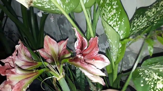 amarilis tosca, amorice. смотреть онлайн