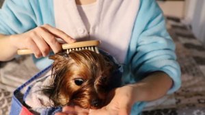 Купание йоркширского терьера: как правильно мыть йорка, как чистить уши, как сушить и расчесывать