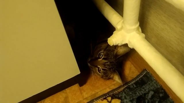 Кошка пришелец застряла за шкафом. смотреть онлайн