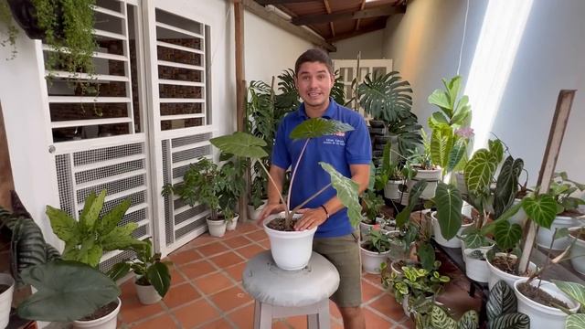 Hablemos de ALOCASIAS, la PLANTA DE INTERIOR que no puede faltar en tu jardín | CUIDADOS ALOCASIAS смотреть онлайн