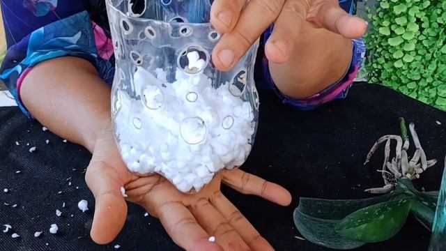 ?TODAS PHALAENOPSIS SE DESENVOLVEM MUITO RÁPIDO NESTE VASO❗️