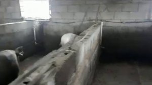 Автономный свинарник. Свиноводство. Обзор сарая.