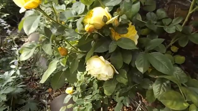 Rose Graham Thomas Ausmas David Austin Climbing rose смотреть онлайн