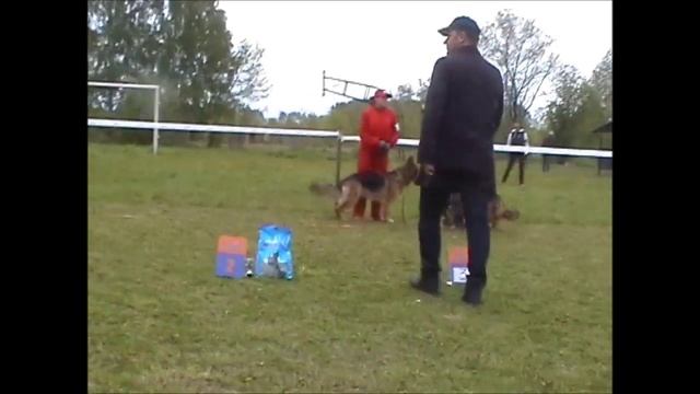 Монопородная выставка немецкой овчарки,Кемерово 2014. смотреть онлайн