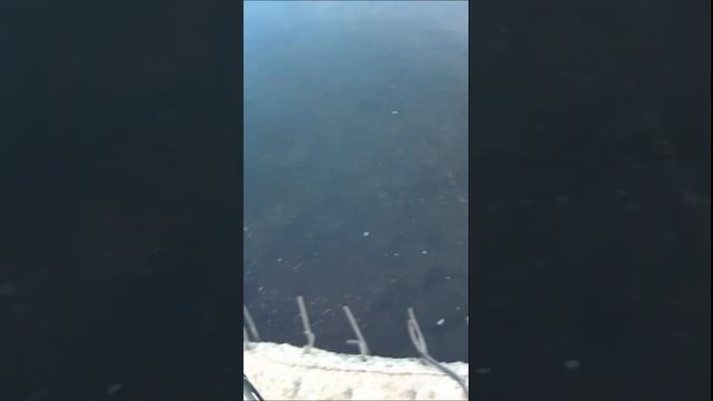 Рыбалка 2023 на поплавок Ловим кошке! #рыбалка2023 смотреть онлайн