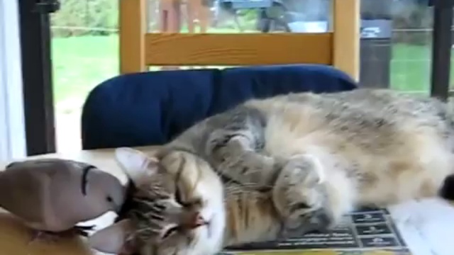 Не спать!!! смотреть онлайн