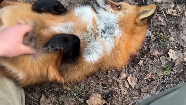 Алиса - лиса. Сложная у меня жизнь, нервная смотреть онлайн