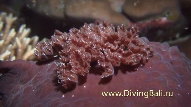 Дайвинг в Бунакене. Night Dive At Bunaken National Marine Park At Northern Sulawesi, Indonesia.