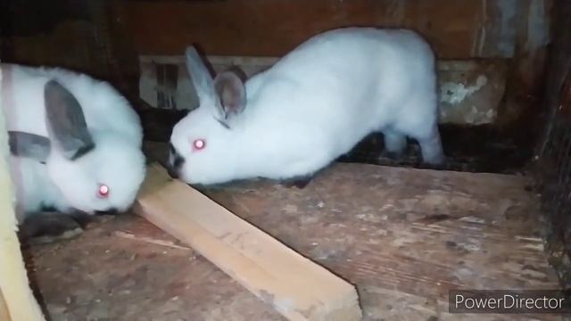 кролики грызут клетки что делать❓ крольчихи калифорния?горох на ура!kroliki zhivotnovodstvo смотреть онлайн