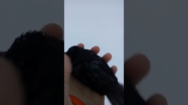 Воробей со сломаными лапкам!😭 Помогите его вылечить. смотреть онлайн