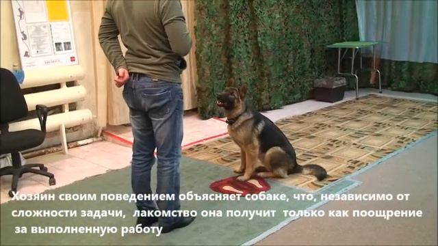 Мягкие методы дрессировки- Награда за работу - "лежать" смотреть онлайн