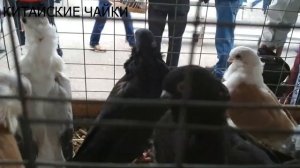 Китайские чайки. | Породы голубей