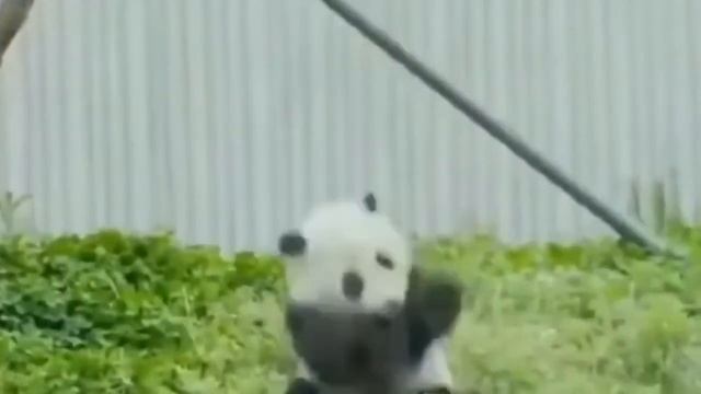 10 интересных фактов о пандах! Панда милый бамбуковый медведь и символ Китая! смотреть онлайн