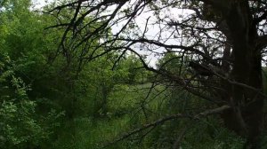 Установка и крушение ловушек. #Роеловство#