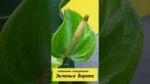 Грунт для антуриума своими руками смотреть онлайн