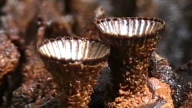 Bird nest fungus смотреть онлайн