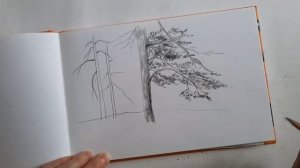 Зарисовка деревьев. Сосны простым карандашом