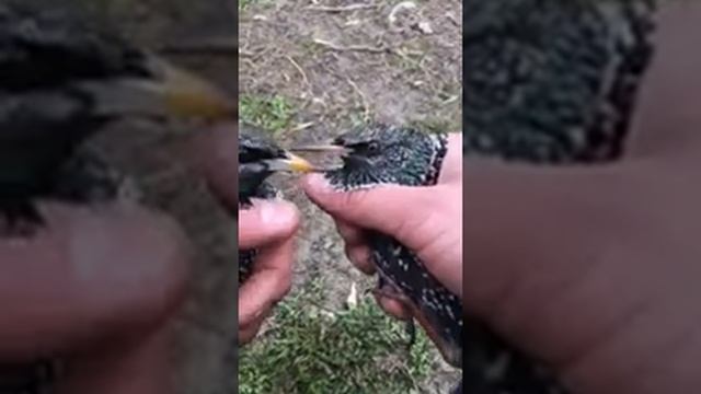 Скворец, как отличить самец или самка? смотреть онлайн