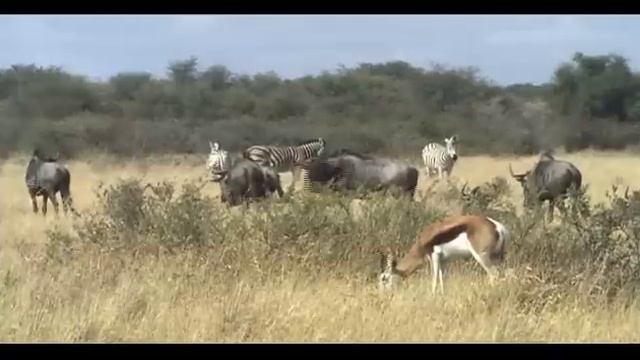 Biomes Savanna | Biology | Ecology