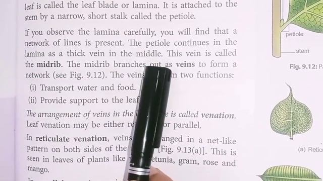 NCERT,CBSE CLASS 6 SCIENCE, CHAPTER 7 GETTING TO KNOW PLANTS ,Part 2 смотреть онлайн