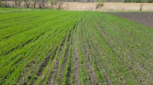 Что будет если посеять озимую пшеницу весной???