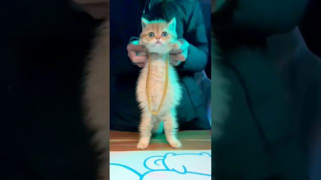 лучшая подборка одежды на лето #youtube #рекомендации #shots #одежда #топ смотреть онлайн