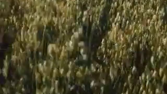 Распространение семян.avi смотреть онлайн