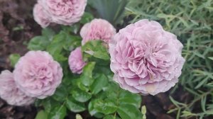 Роза патио Лавандер Айс через неделю