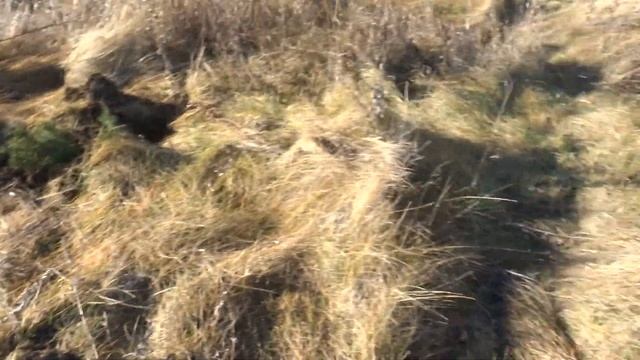 Казацкий можжевельник часть 1(а) смотреть онлайн