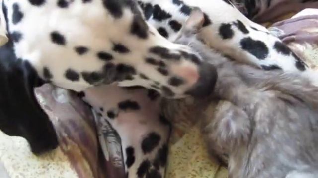 Собака лечит рану котенку смотреть онлайн