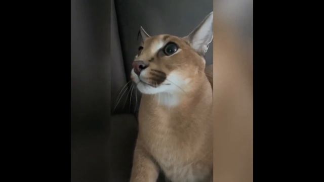 ШОК! Шлёпа сказал свою короную фразу смотреть онлайн