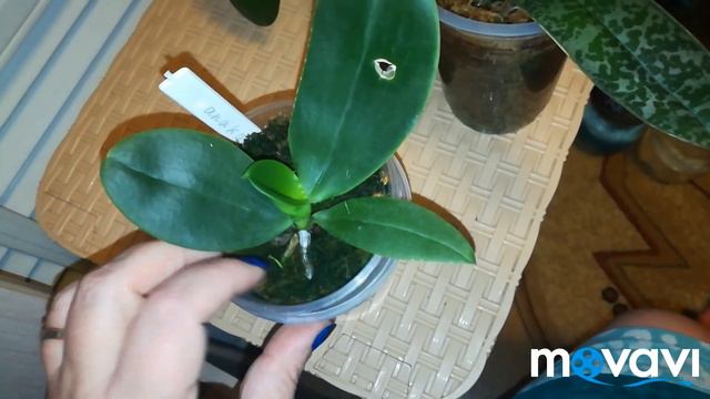 Орхидеи малышки в размере 1,7 и их развитие, ну и чуть бла, бла, бла🌹 смотреть онлайн