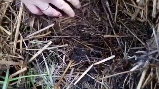 ? Как я выращиваю картофель под соломой. Посадка картофеля ростками. #ненужноокучивать