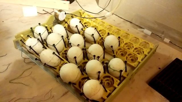 Лотки для инкубатора (Китайские) адаптация под гусиные яйца смотреть онлайн