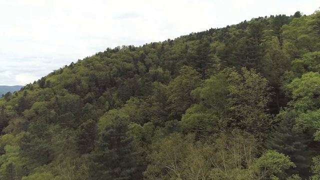 Кедровое-широколиственный лес, российский Дальний Восток смотреть онлайн