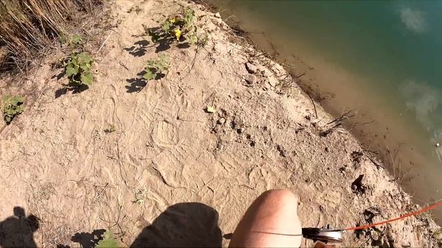САЗАН СОШЕЛ С УМА! Рыбалка на реке ИЛИ! ОТОРВАЛИ КЕНГУРЯТНИК НА ХОДУ Бешенный клёв Сазана Карпа 202 смотреть онлайн