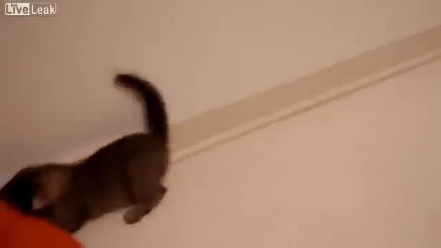 Слепой котенок Клаус.flv смотреть онлайн