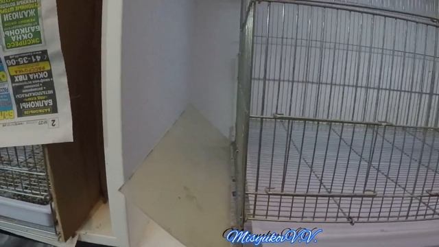 Как бороться с мусором из клеток смотреть онлайн