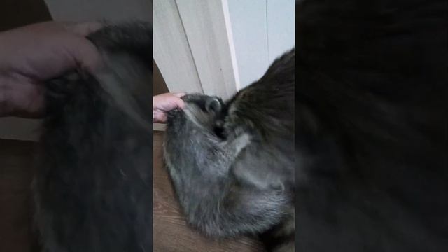 Ракель получила по жопке #ямыилюша #помощьбездомнымживотным #raccoon #анапа #юмор #животные смотреть онлайн