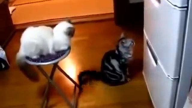 Сим - сим , откройся, дай колбаски. смотреть онлайн