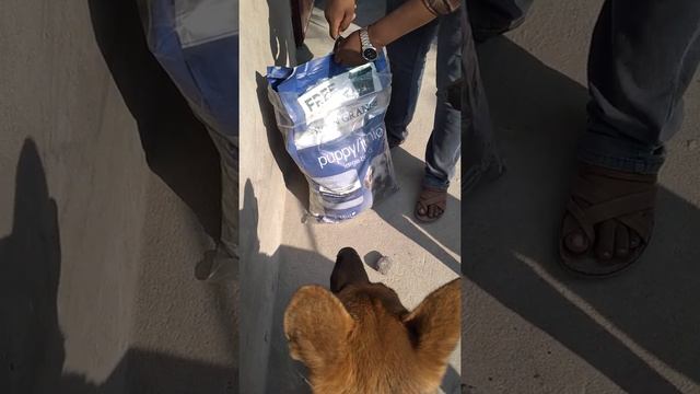 ARDEN GRANGE dog food review смотреть онлайн