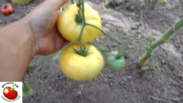 Оптимальное количество помидоров в теплице смотреть онлайн