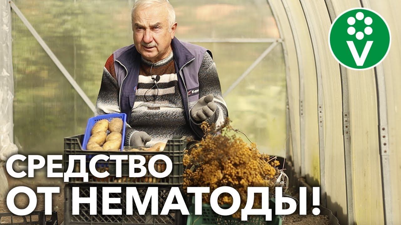 КАК ОЧИСТИТЬ ПОЧВУ ОТ НЕМАТОД?! Боремся с опасным вредителем НАТУРАЛЬНЫМИ способами! смотреть онлайн