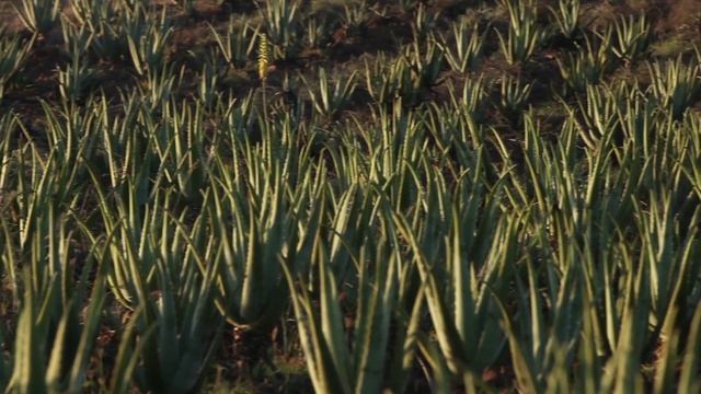 Экологически чистые плантации Алоэ вера компании "Форевер" смотреть онлайн