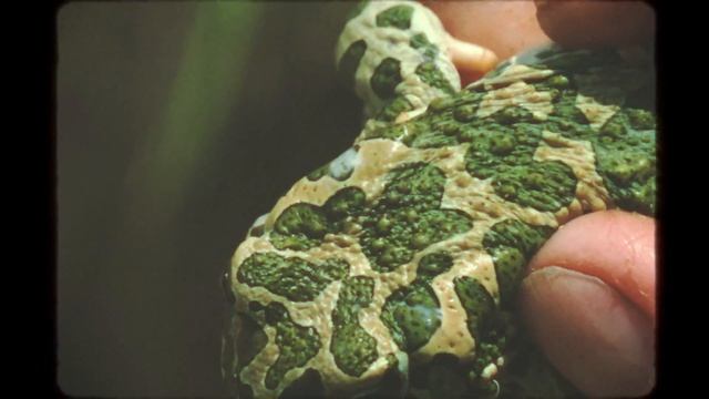 Амфибии. Ядовитые твари, и где они обитают смотреть онлайн