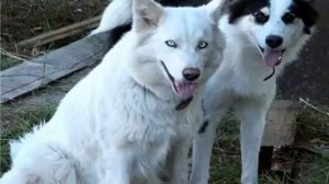 Якутская лайка: характеристика породы собак