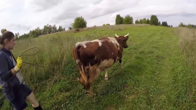 Стыдно вести коров по деревне. Подсобное хозяйство. Коровы на пастбище смотреть онлайн
