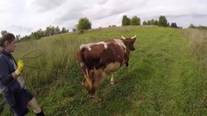 Стыдно вести коров по деревне. Подсобное хозяйство. Коровы на пастбище
