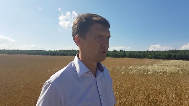 Почему растет ромашка на краю поля? смотреть онлайн